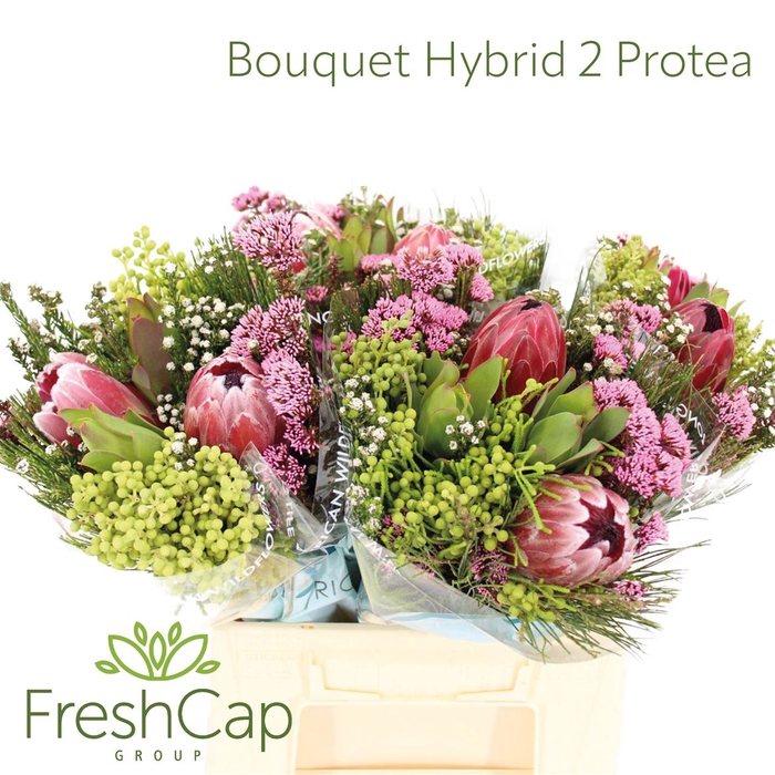 <h4>Bouquet Hybrid 2 Protea</h4>