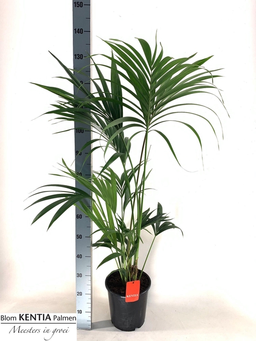 <h4>HOWEA FORSTERIANA</h4>