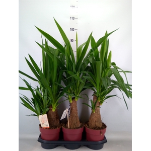 Yucca elephantipes   ...