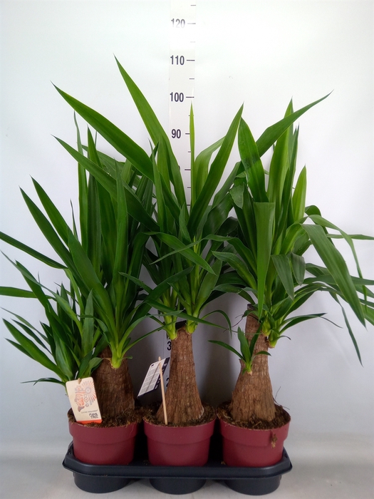 <h4>Yucca elephantipes   ...</h4>