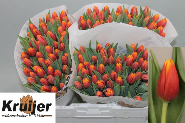 <h4>TU EN TROPICANA</h4>