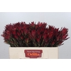 Leucadendron Blush Spray