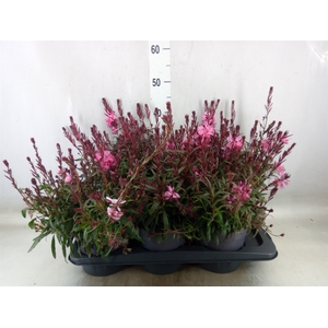 Gaura lindheimeri 'Gaudi lght Pink'