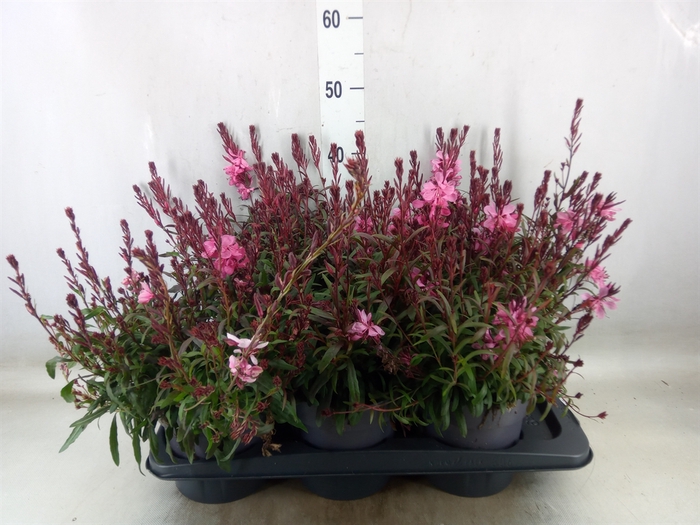 <h4>Gaura lindheimeri 'Gaudi lght Pink'</h4>