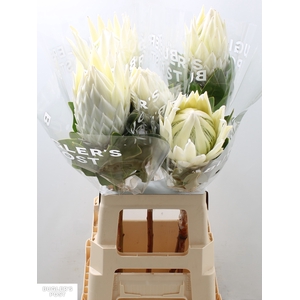 Protea cynaroides Ayoba Arctic Ice boxes!