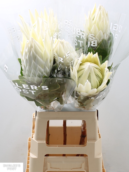 <h4>Protea cynaroides Ayoba Arctic Ice boxes!</h4>