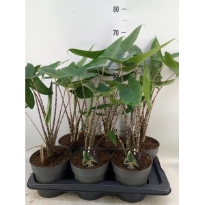 Alocasia zebrina