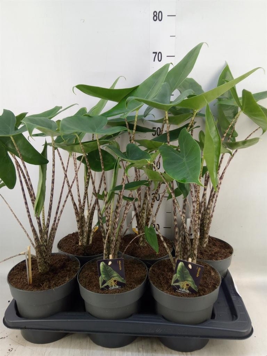 <h4>Alocasia zebrina</h4>