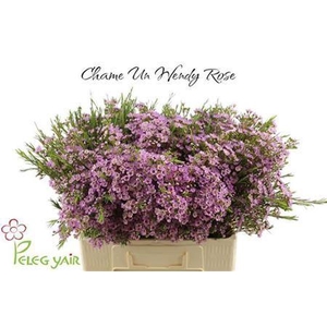 Chamelaucium Wendy Rose