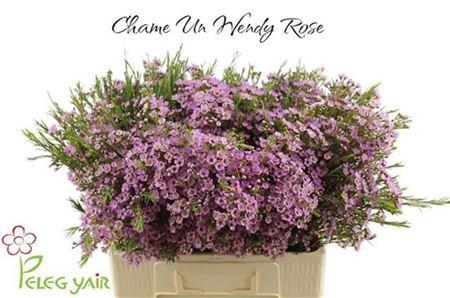 <h4>Chamelaucium Wendy Rose</h4>