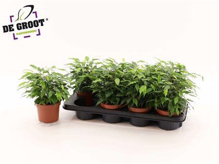 <h4>Fic Be Green Kinky</h4>