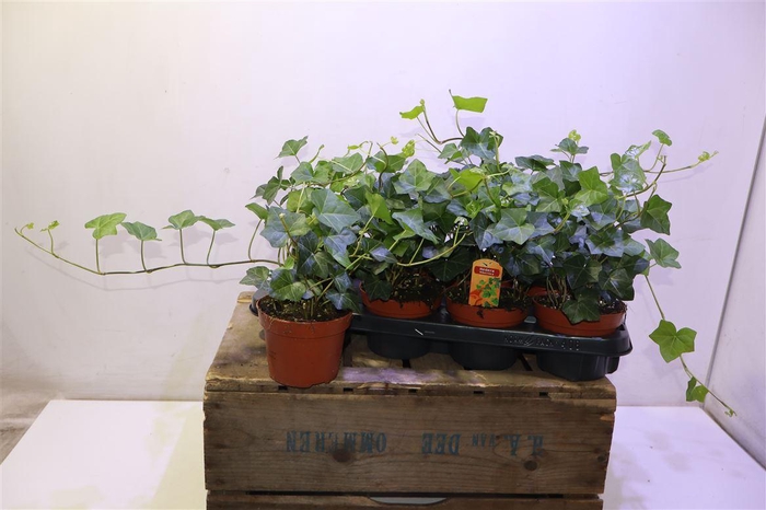 <h4>arr8 Hede Hibernica</h4>