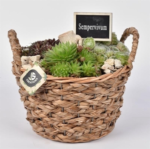 Maisblad gevl. mand met oor 23cm