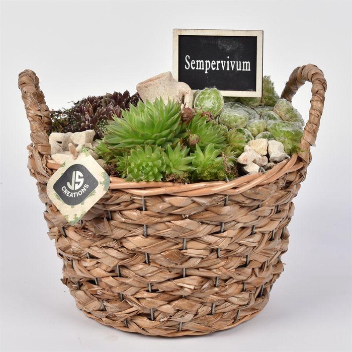 <h4>Maisblad gevl. mand met oor 23cm</h4>