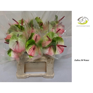 Anthurium Zafira