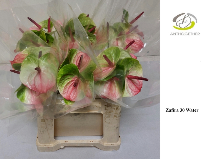 Anthurium Zafira