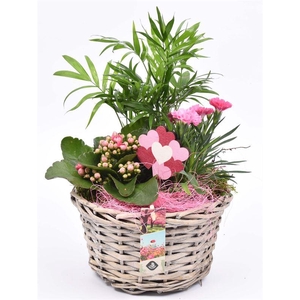 Wilg mand grijs met oor 23cm