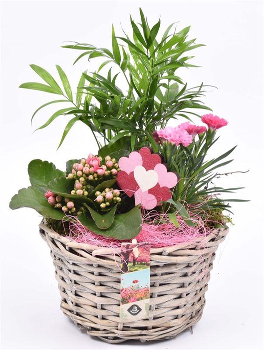 <h4>Wilg mand grijs met oor 23cm</h4>