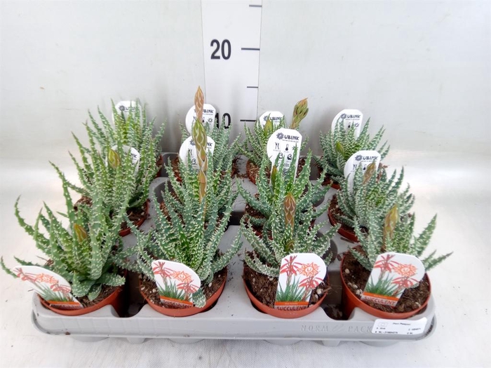 <h4>Aloe humilis</h4>