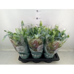 Phlebodium aureum 'Blue Star'