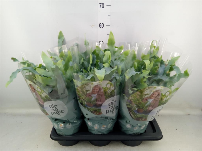 <h4>Phlebodium aureum 'Blue Star'</h4>