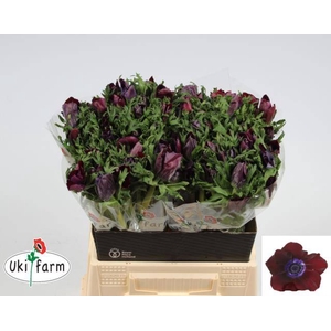 Anemone Galil Bordeaux