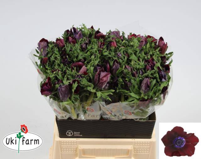 <h4>Anemone Galil Bordeaux</h4>