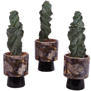 Cactus Cereus Spiralis Ø12cm in Ø14cm Ceramic PL672