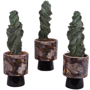 Cactus Cereus Spiralis Ø12cm in Ø14cm Ceramic PL672