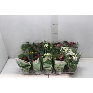 KALANCHOE P11
