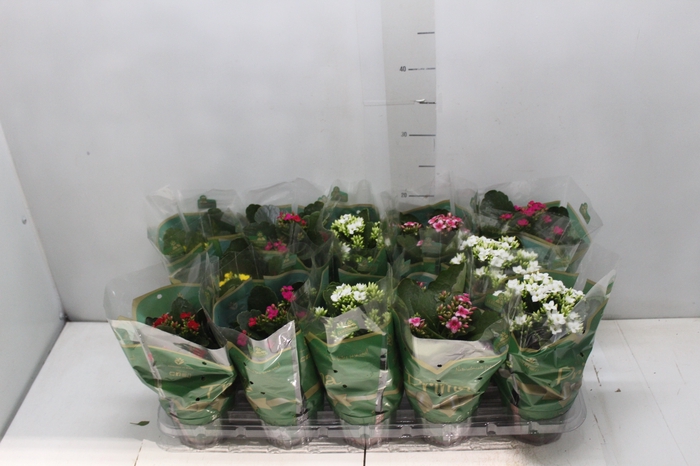 <h4>KALANCHOE P11</h4>