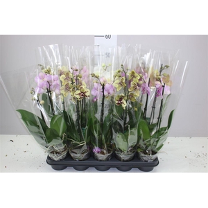 Phal Gemengd 2 Tak 12+