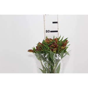 ALSTROEMERIA CHEERIO 080 CM