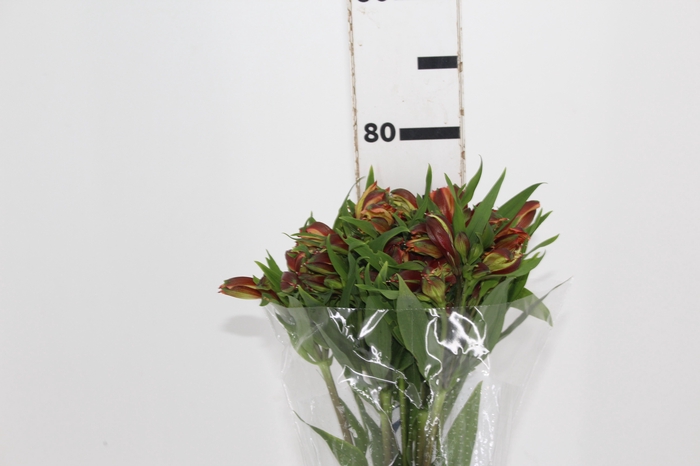 <h4>ALSTROEMERIA CHEERIO 080 CM</h4>