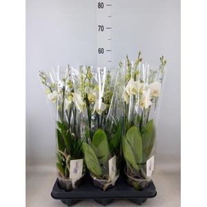 Phalaenopsis   ...white