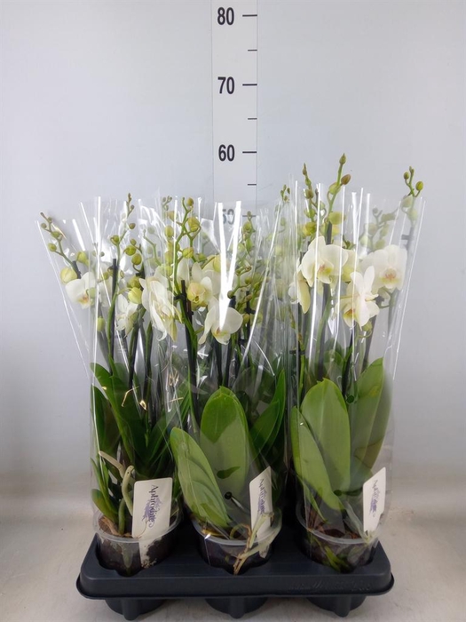 <h4>Phalaenopsis   ...white</h4>