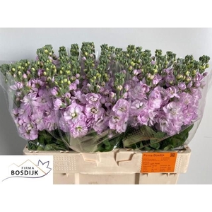 MATTH FIGARO L ROSE