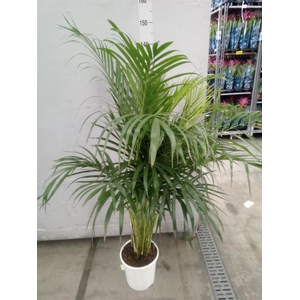 Dypsis lutescens   ...Chrysalidoca