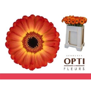 Ge Mi Flamazing MPS GAP,08 CM,(NL),(20)