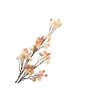 Prunus Cherry Blossom Peach