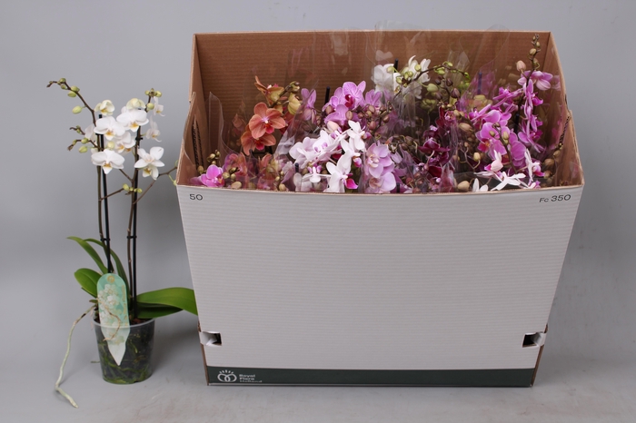 <h4>PHAL MF GEM 8 KL</h4>