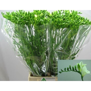 Freesia enk Diamond River