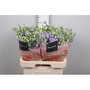 Eus G Ov Nakasone Lavender