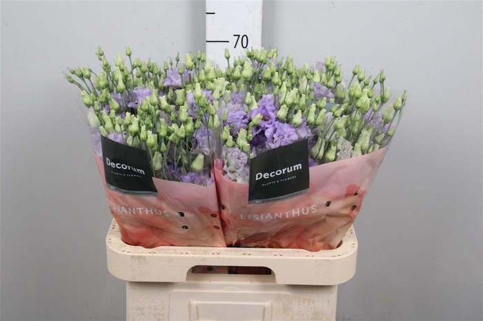 <h4>Eus G Ov Nakasone Lavender</h4>