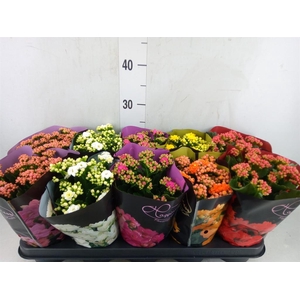Kalanchoe blos. 'Perfecta'  ..mix 5