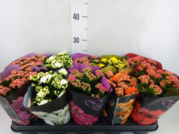 <h4>Kalanchoe blos. 'Perfecta'  ..mix 5</h4>