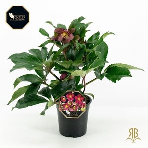 Helleborus HGC Ice N Rosès Early Red P17