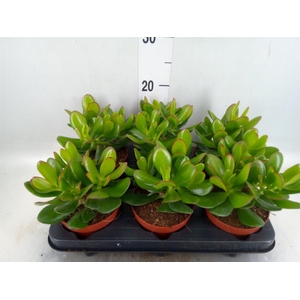 Crassula  'Magical Tree'