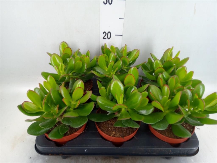 <h4>Crassula  'Magical Tree'</h4>