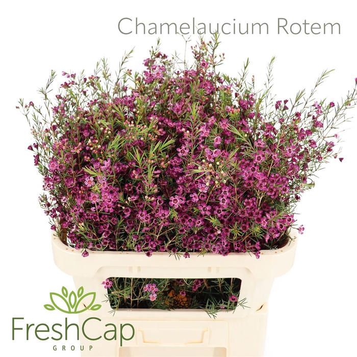 Chamelaucium Rotem